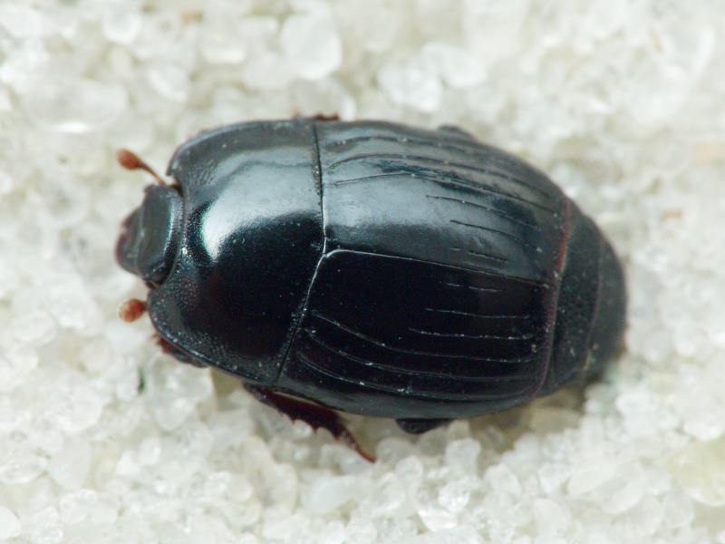 Eblisia minor (Rossi, 1792)